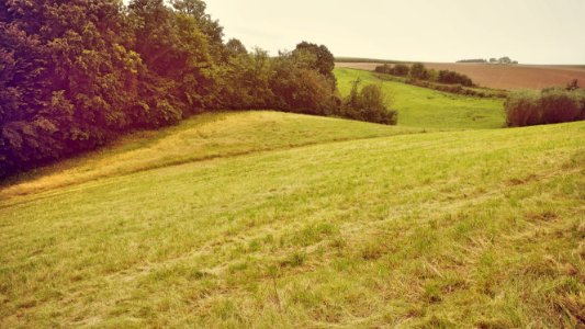 Green Trees Photo photo