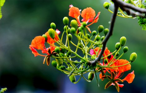Focus Photography Of Orange And Green Flowers photo