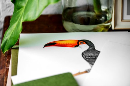 Black And White Tucan Photo