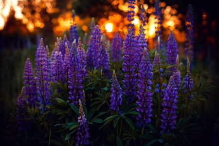 Close-up Photography Of Lupines photo