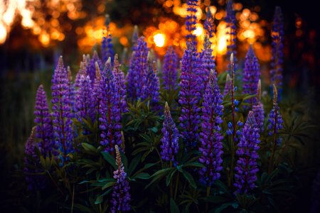Close-up Photography Of Lupines