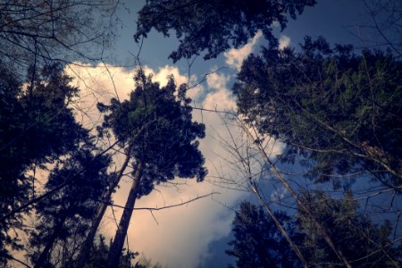 Branches Clouds Daylight photo