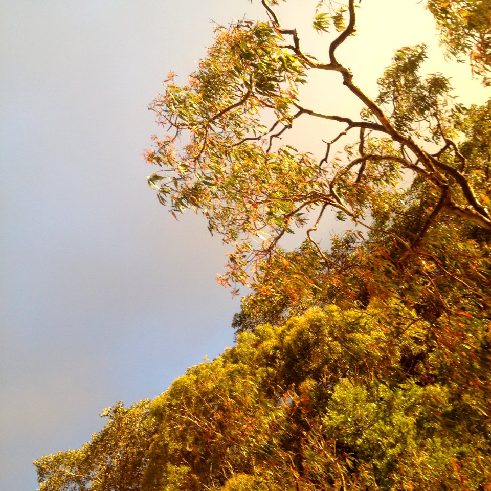 Green Leaf Tree With Cloudy Sky