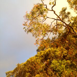 Green Leaf Tree With Cloudy Sky