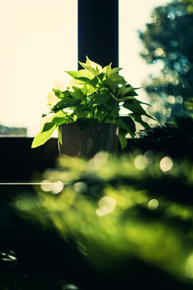 Green Leaf Plant On Brown Wooden Pot
