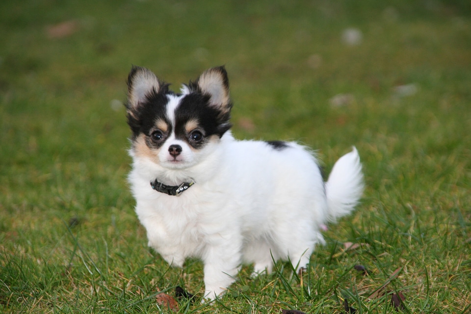 Dogs puppies chihuahua