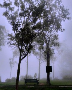 Park Covered With Fog photo