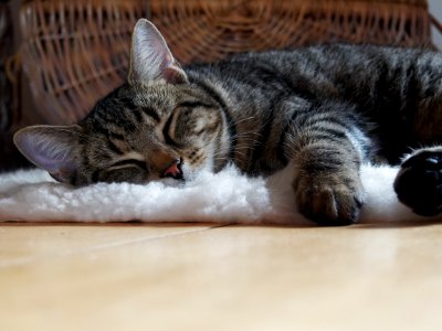 Brown Tabby Cat Lying On Shag Rug photo