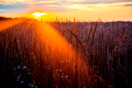 Photography Of Wheat