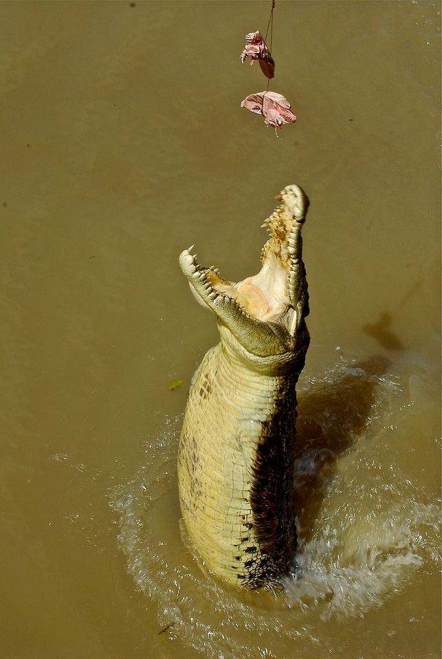 Carnivore danger nature