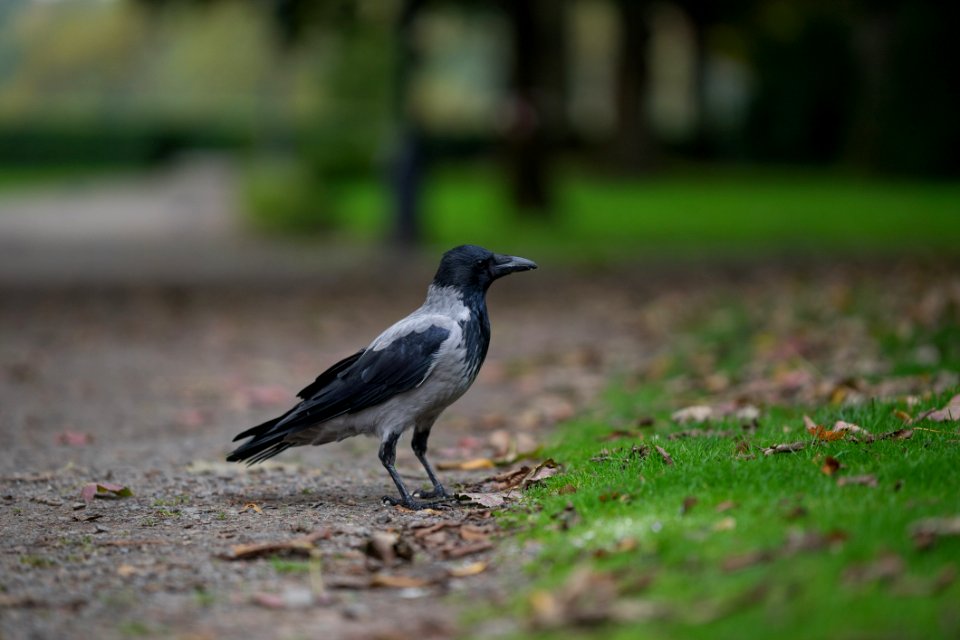 Black Winged Crow On Grass Field photo