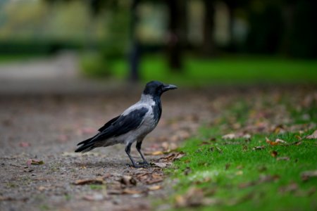 Black Winged Crow On Grass Field photo
