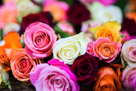 Assorted Color Of Rose Flowers photo