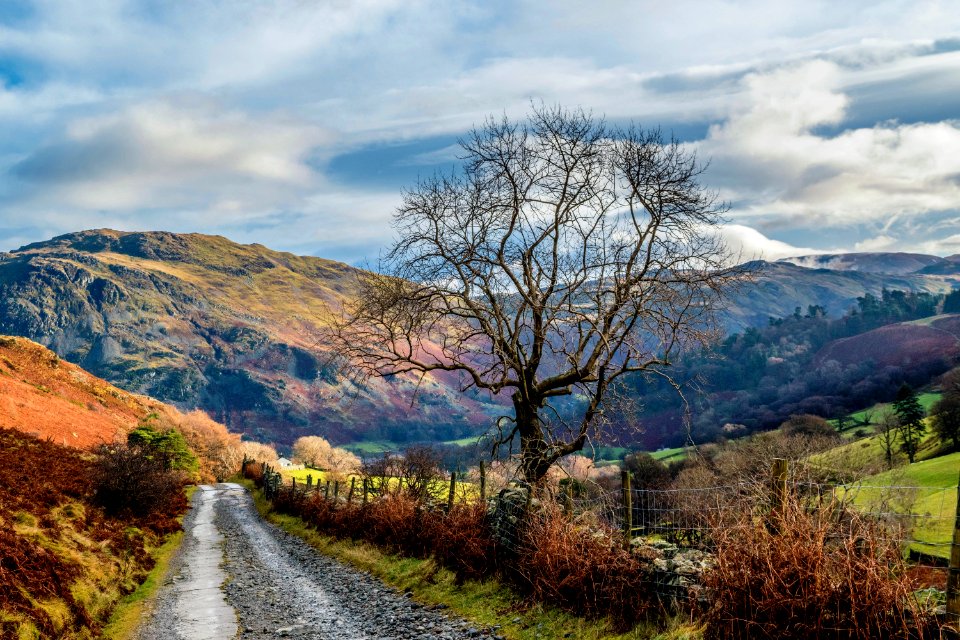 Photo Of Empty Road Between Trees Near Mountains