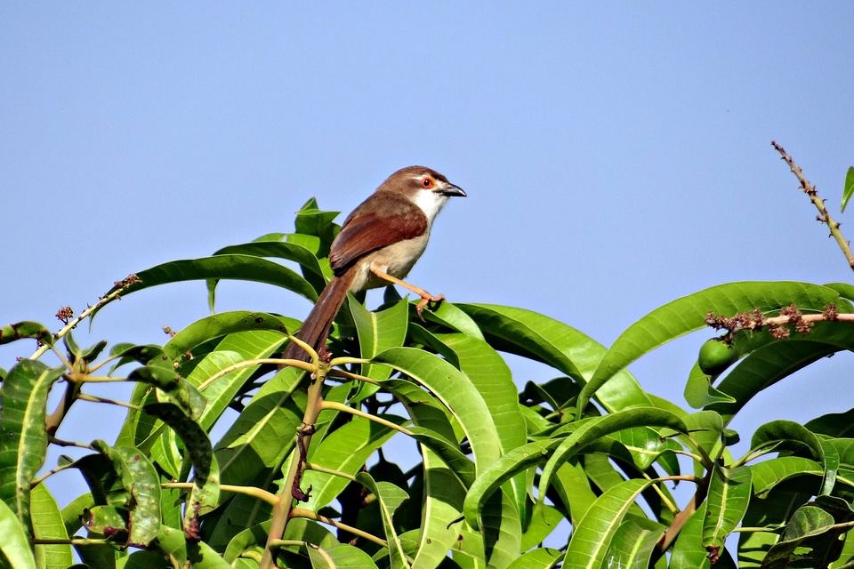 India wildlife avian