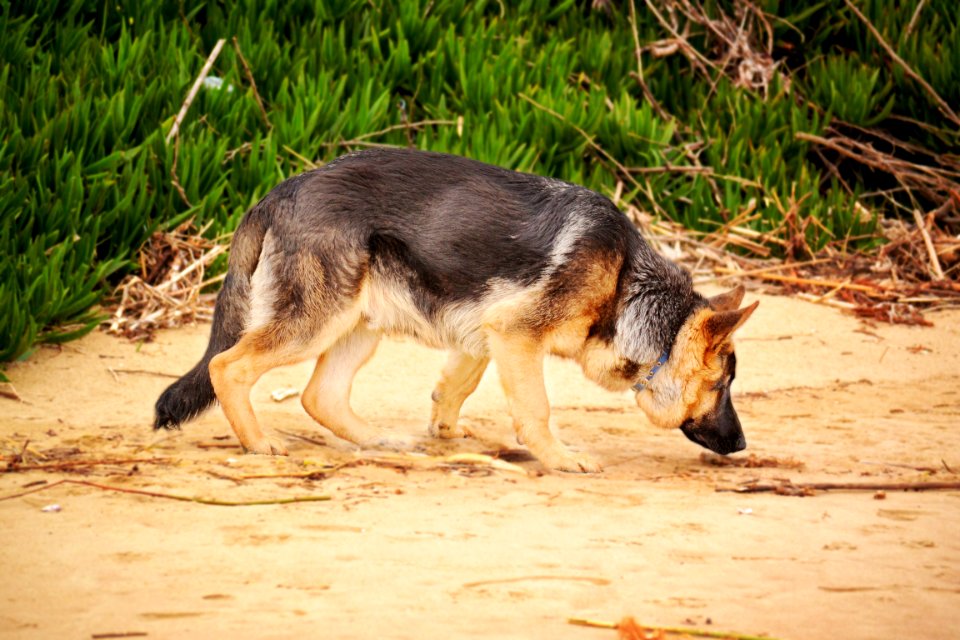 Photo Of A German Shepherd Sniffing