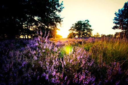 Purple Lavender On Field During Sunset