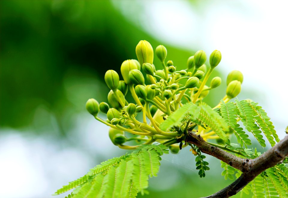 Green Leafed Tree