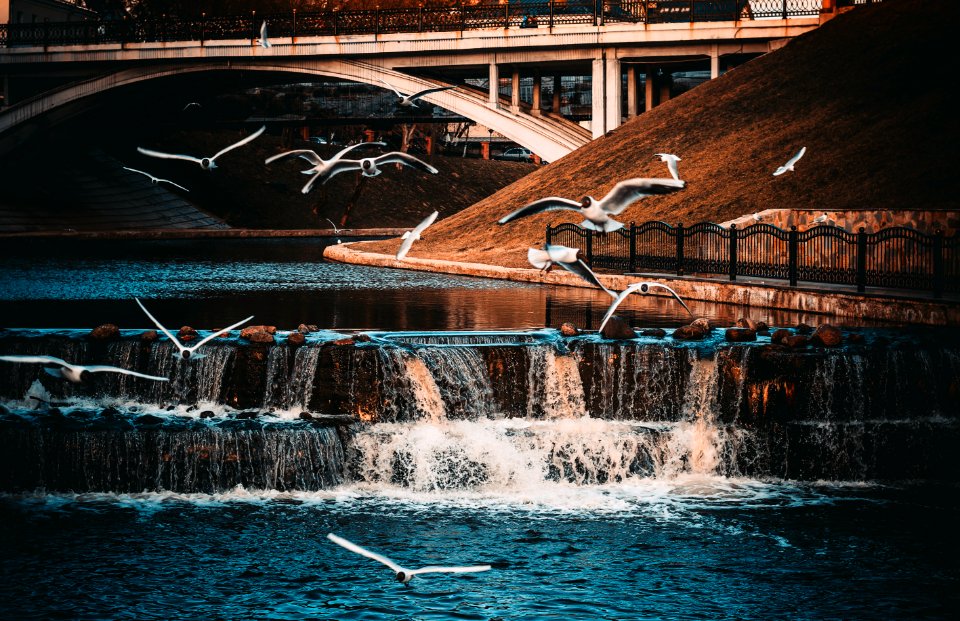 White-and-black Birds Flying Near Waterfall