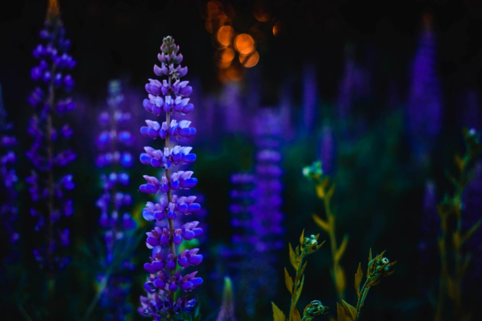 Depth Of Field Photography Of Purple Flowers