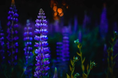 Depth Of Field Photography Of Purple Flowers