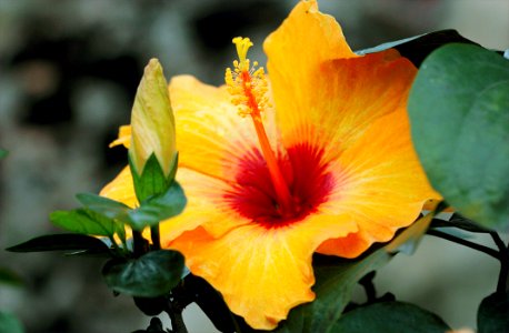 Yellow Hibiscus photo