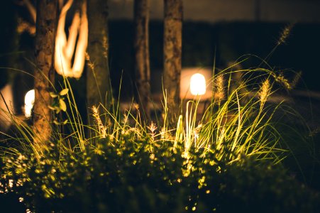 Close-up Photography Of Grass At Night