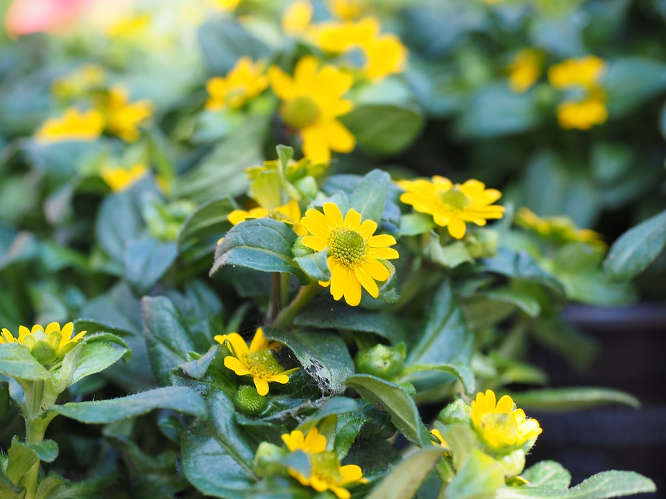 Sanvitalia procumbens miniature sunflower composites
