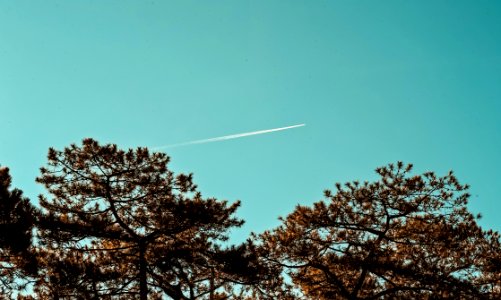 Green Leaf Trees Under Blue Sky photo