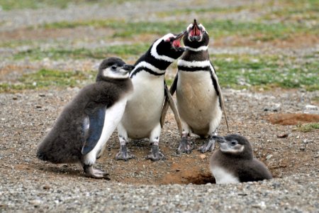 Two White-and-black Adult Penguins Near Two Penguin Chicks photo