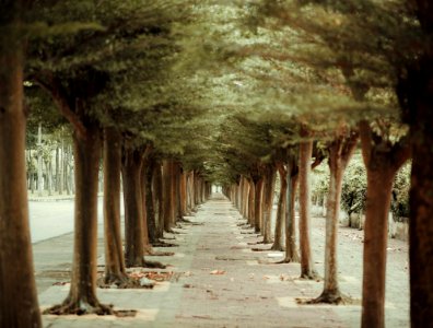 Trees In Straight Line Beside Pathway photo