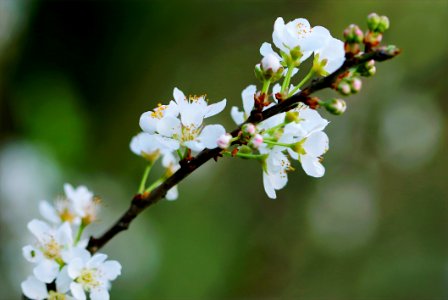Selective Focus Photography Of White Cherry Blossoms photo