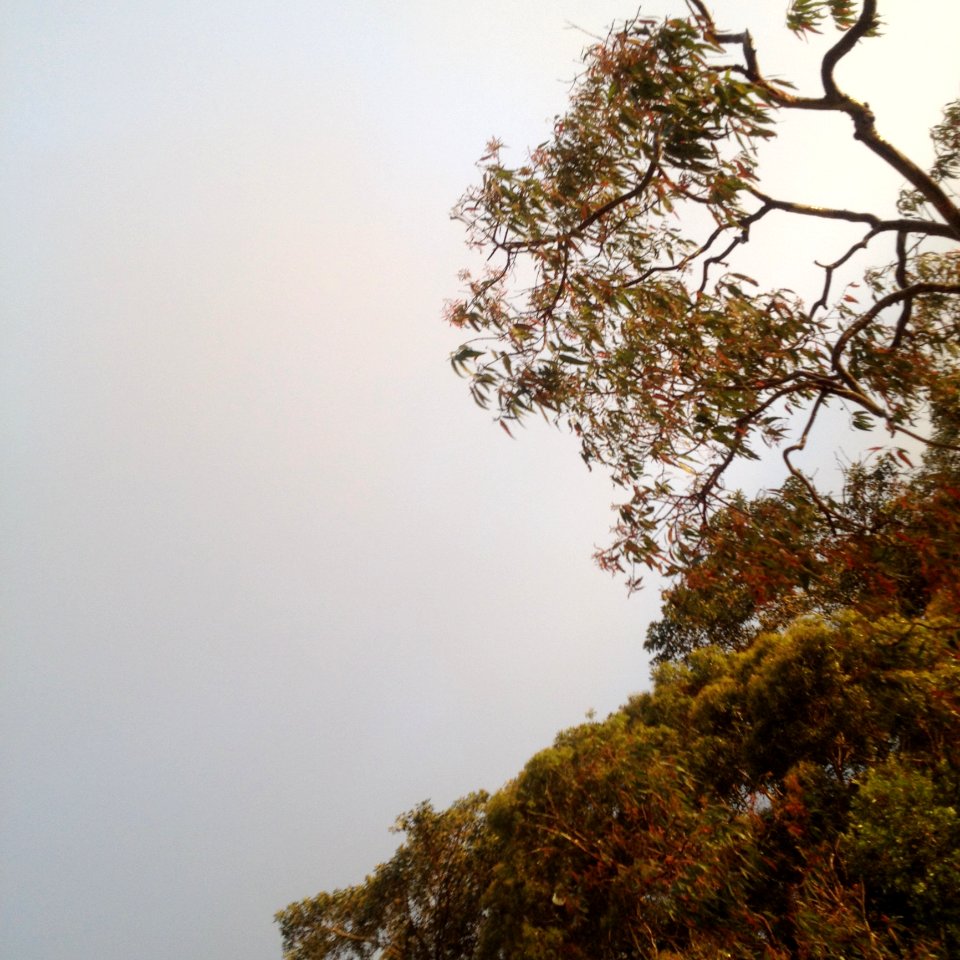 Photography Of Green Trees