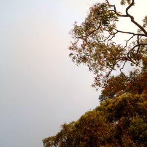 Photography Of Green Trees