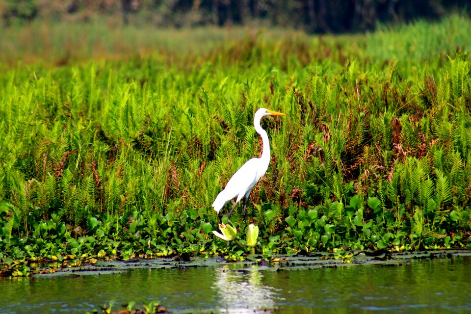 White Bird Near Spring River