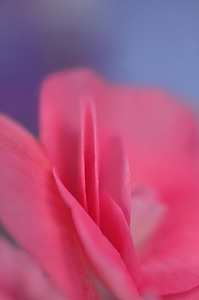 Petal of a rose flower macro