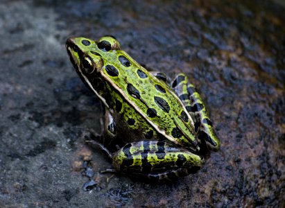 Green And Black Frog Photography