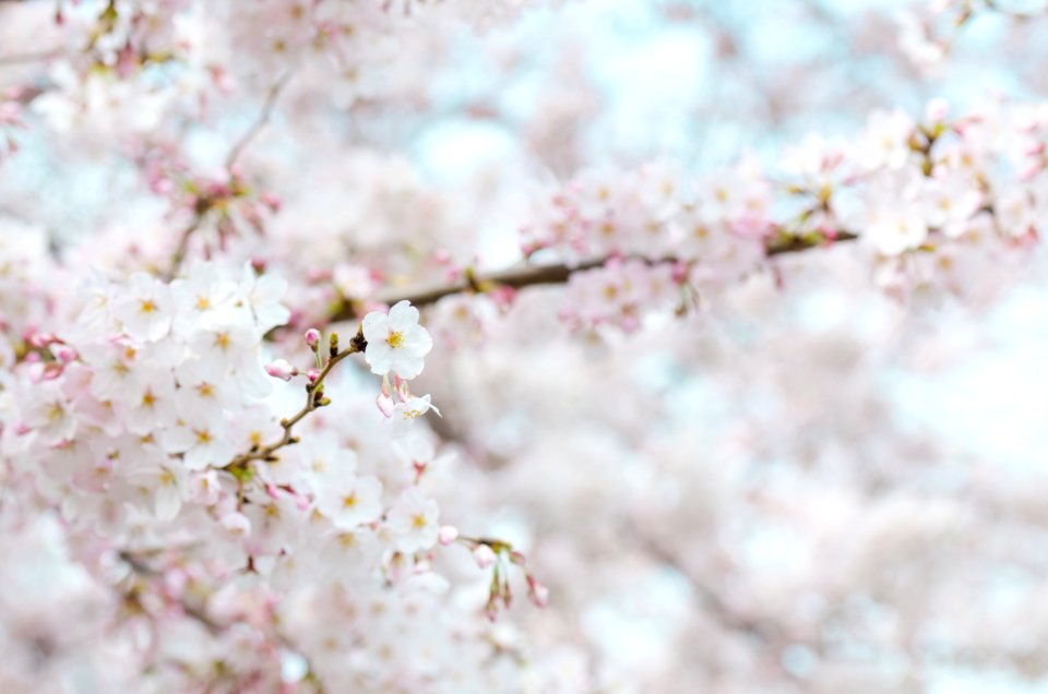 Bloom Blooming Blur
