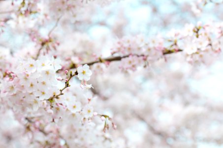 Bloom Blooming Blur