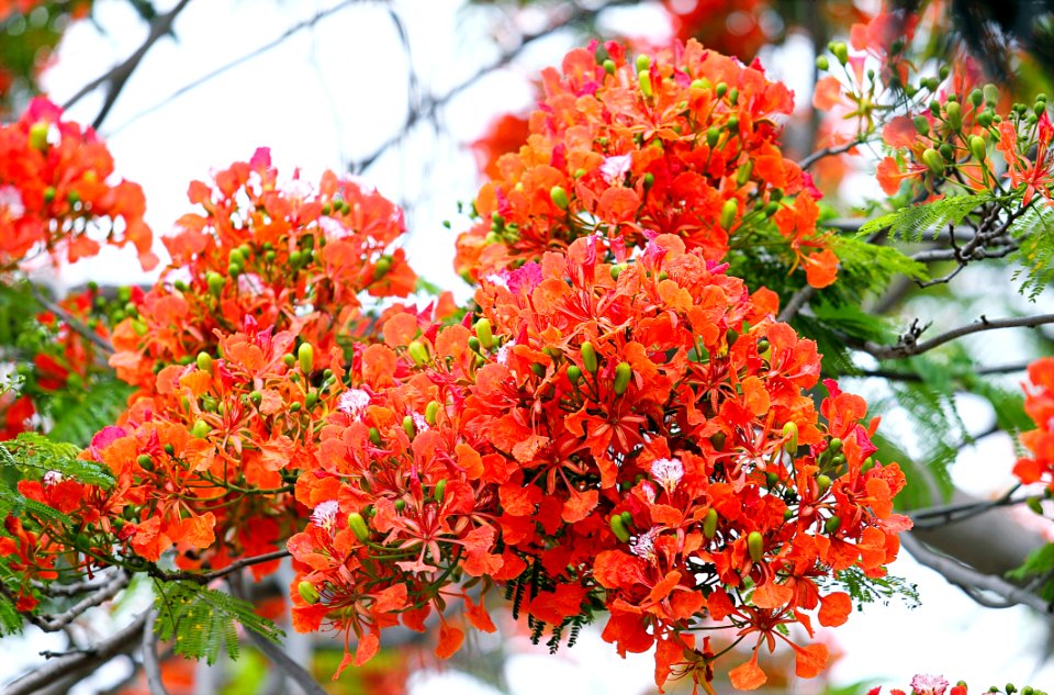 Shallow Focus Photography Of Orange Flowers