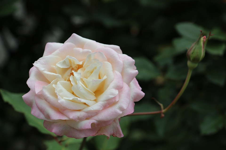White nature plant