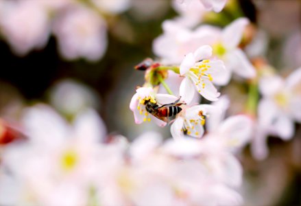 Close-up Photo Of Black And Brown Wasp On White 5-petaled Flower photo