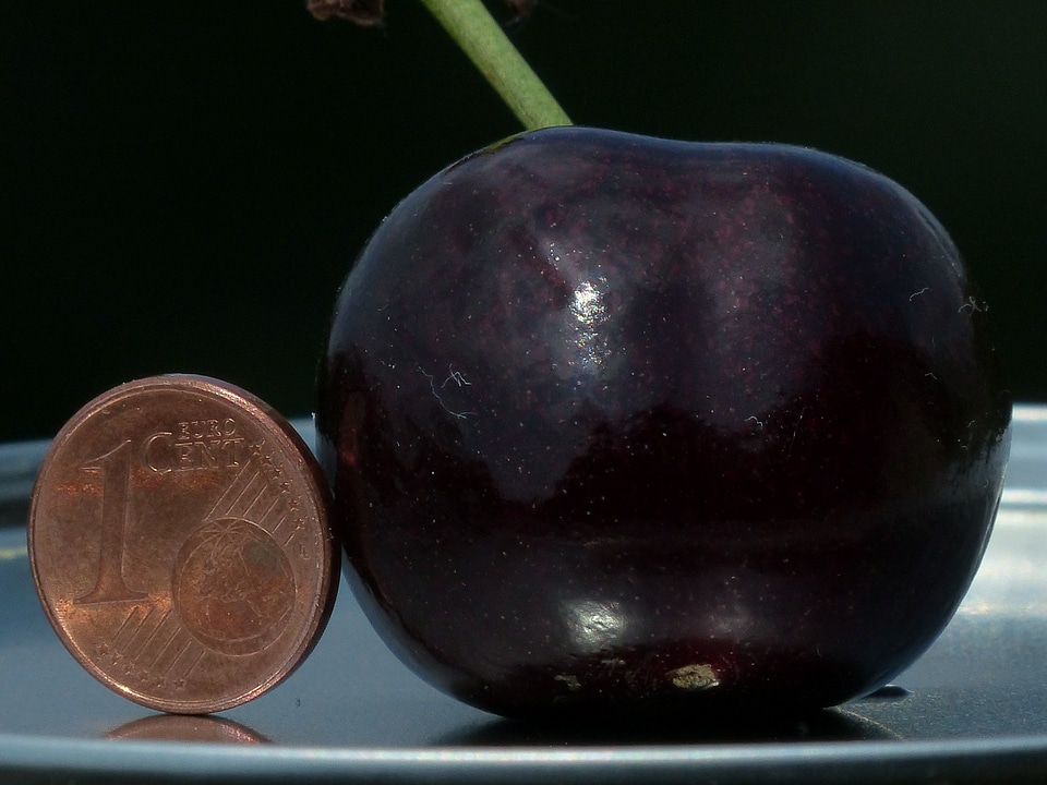 Size comparison cent penny