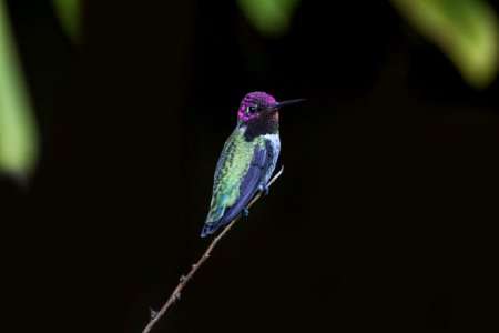 Selective Focus Photography Of Green And Purple Hummingbird photo