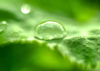 Selective Focus Photo Of Tear Drop