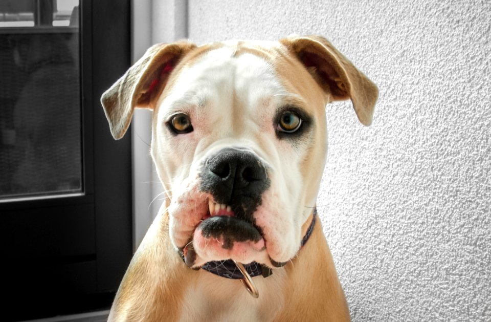 Closeup Photo Of Adult White And Tan American Bulldog Near Wall