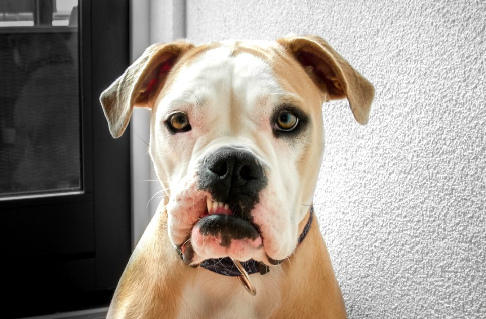 Closeup Photo Of Adult White And Tan American Bulldog Near Wall photo