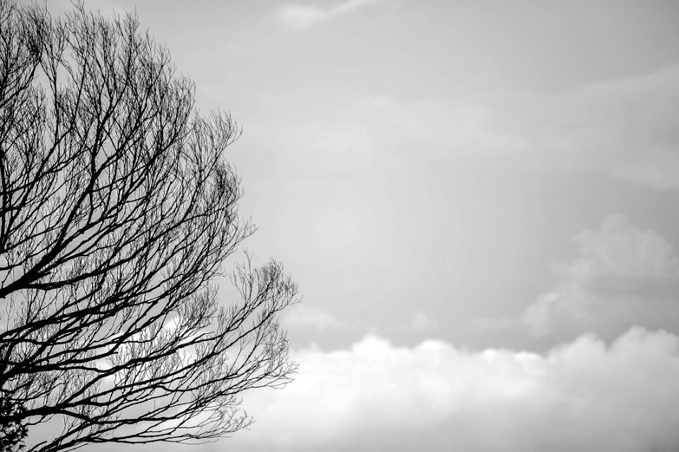 Black Tree Trunks And Sky