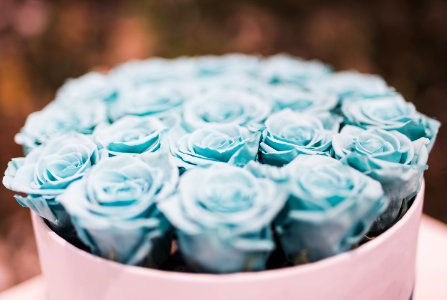 Blue Rose Bouquet Collections photo