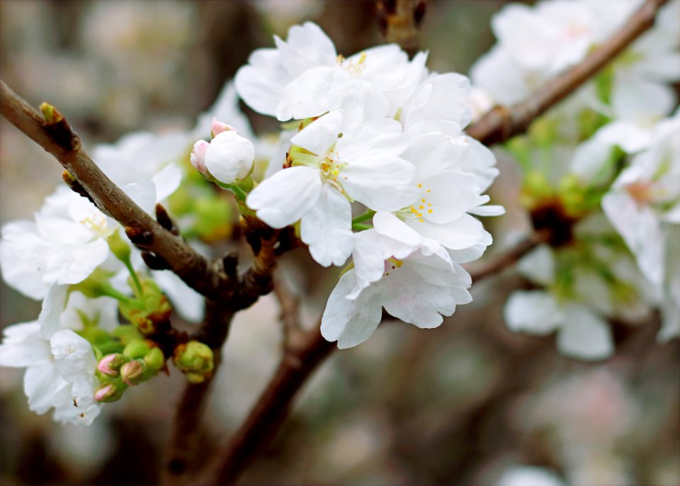 White Cherry Blossoms
